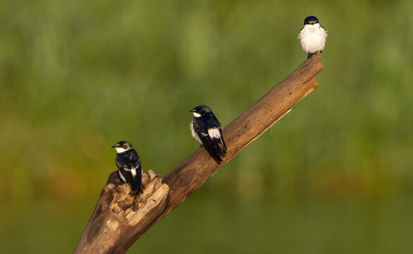 Swallows