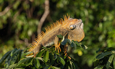 Green iguana