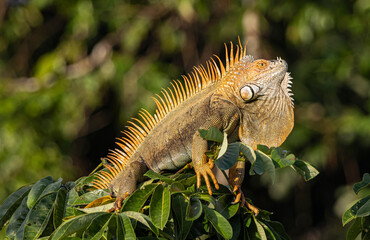 iguana on tree