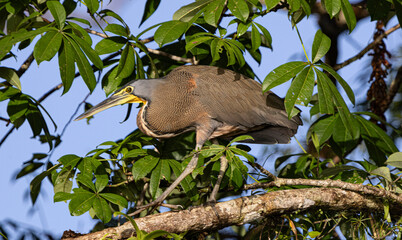 bare throat tiger heron