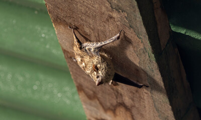 Bats in the shed