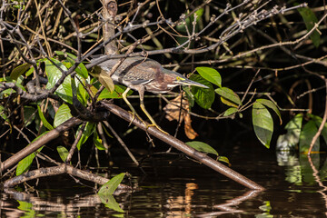 Green heron
