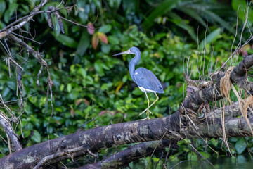 Fototapeta premium Little blue heron