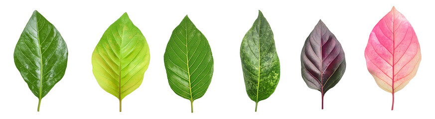 Collection of diverse leaves showcasing color variations and textures on transparent png background for botanical design and nature-themed projects