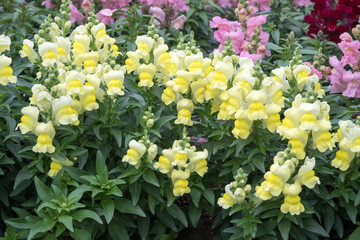 Obraz premium Beautiful snapdragon (Antirrhimum majus) flowers.