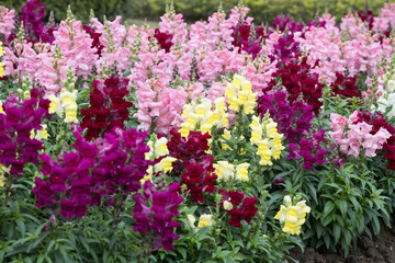 Obraz premium Beautiful snapdragon (Antirrhimum majus) flowers.