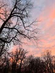 Sonnenuntergangs himmelrot mit Baumkronen ohne Blätter 