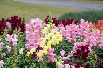 Obraz premium Beautiful snapdragon (Antirrhimum majus) flowers.