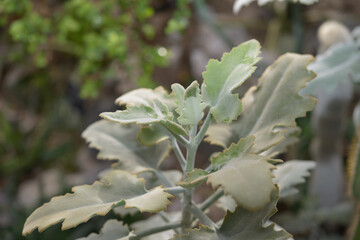 close-up of Kalanchoe succulent beharensis on a defocused background