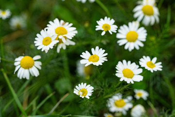 Fototapeta premium Very beautiful looking and colorful natural wonder flower shot outdoors