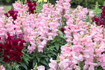 Beautiful snapdragon (Antirrhimum majus) flowers.