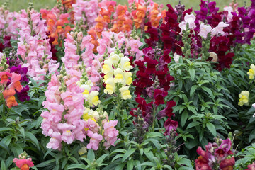 Beautiful snapdragon (Antirrhimum majus) flowers.