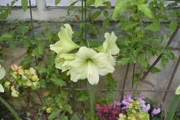 pale green amaryllis flower spike in bloom near tropical plants flowers and conservatory wall