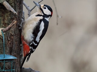 portrait of a woodpecker