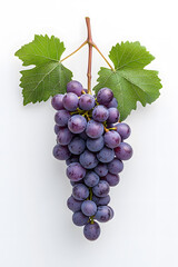 A bunch of fresh blue grapes isolated, isolated on white background