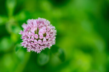 Very beautiful looking and colorful natural wonder flower shot outdoors