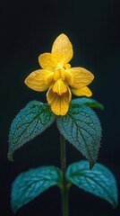 HD Phone Wallpaper Vibrant Yellow Flower with Teal Leaves Close Up Botanical Photography Nature Macro Shot