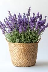 Naklejka premium Fresh Lavender Blooms in Woven Basket Aromatic Purple Flowers in Rustic Container Still Life