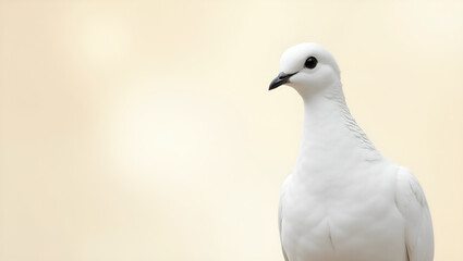 Obraz premium Graceful Wings: The Serene Beauty of the Dove in Flight