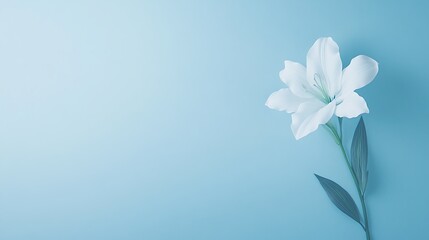 Fototapeta premium A delicate white lily with elegant petals captured in a serene composition, perfect for floral-themed projects.