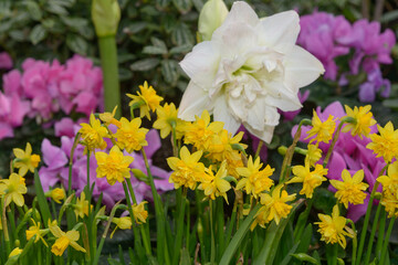 close-up of double yellow miniature daffodils on a defocused floral background