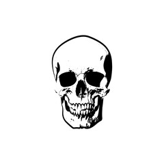 Skull vector.  Human Skull Logo vector illustration.