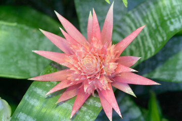 close-up of an Aechmea Bromeliaceae flower spike and leaves with shallow depth of focus 