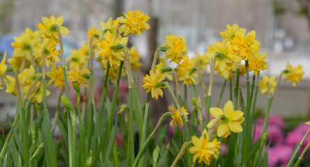 close-up of double yellow miniature daffodils on a defocused background