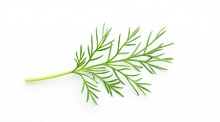 Fototapeta premium Fresh Dill Sprig Isolated on White Background