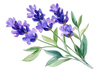 Fototapeta premium Watercolor lavender flowers with green leaves on white background botanical illustration