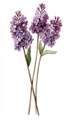 Fototapeta premium Delicate Watercolor Painting of Lilac Blossoms on a White Background Floral Botanical Art