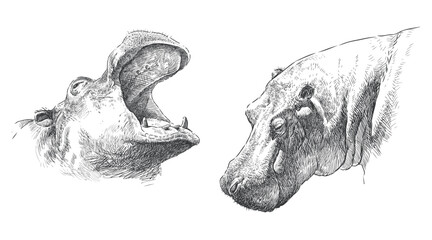 Hippopotamus snouts sketch, behemoth heads, realistic hand drawn vector illustration isolated on white
