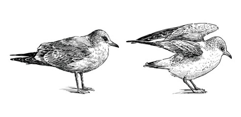 Sketch of two sea gulls standing, profile, realistic hand drawn, vector illustration isolated on white