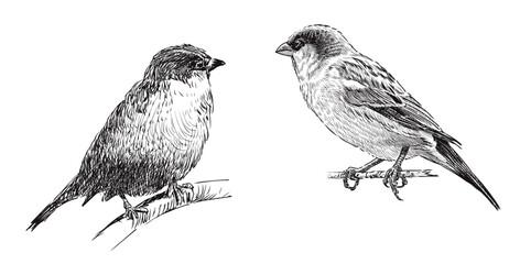 Sketches of two sparrows birds, sit on branch, realistic hand drawn vector illustration isolated on white