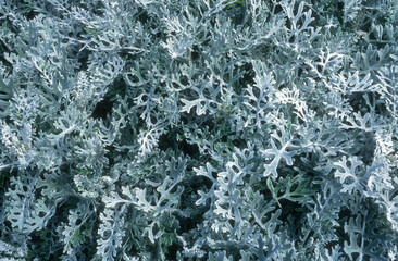 Cinéraire maritime,