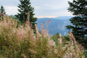 Montagna con pianta di Camenerio abeti  e cielo