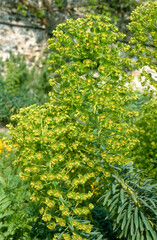 Euphorbia characias 'John Tomlinsons' , Euphorbe
