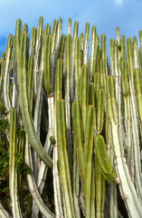 Euphorbia canariensis , Euphorbe des Canaries, Grande Canarie, Espagne