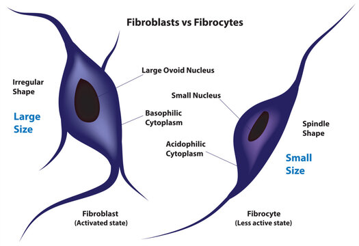 Fibrocyte vs fibroblast