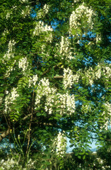 Acacia, Robinier, Robinia pseudacacia