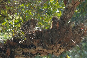 Owls live in natural forests in Thailand.
