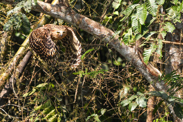 Owls live in natural forests in Thailand.