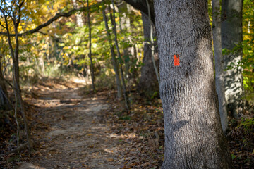 orange marked path in the forest