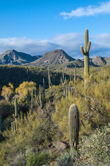 A beautiful green cactus scene with a blue sky in the mountains of the sonoran desert of arizona © BFB