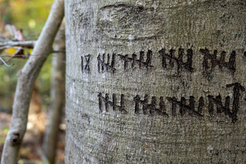 markings on a tree trunk