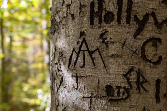 old tree trunk with text and mountain carving
