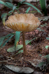 Brazilian Mushroom
This plant is very comon in brazilian savannah.