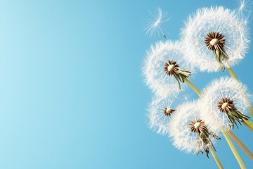 Fototapeta premium Puffed dandelions sway gently in the breeze under a clear blue sky during a sunny afternoon