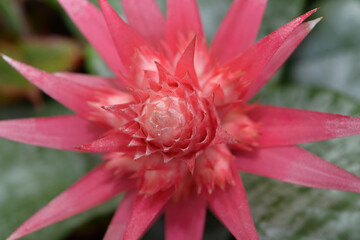 close-up of an Aechmea Bromeliaceae with shallow depth of focus