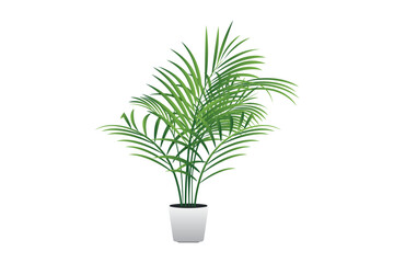 Realistic house plats rhopalostylis in pots on white background isolated vector illustration.